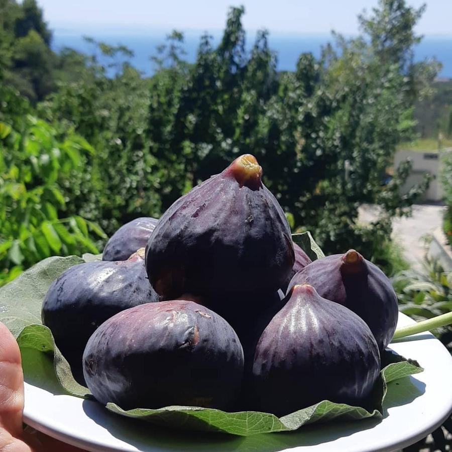 Kazdaglari Saglikli Yasam Koeyue Hotel Edremit  Bagian luar foto
